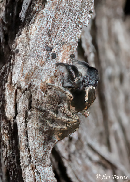Oregon Paradise Spider, Arizona--9344