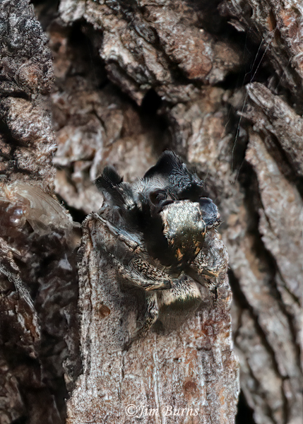 Oregon Paradise Spider, Arizona-9349