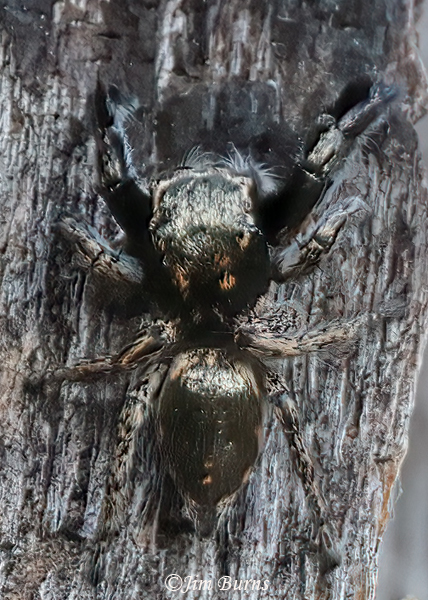 Oregon Paradise Spider, Arizona--9352
