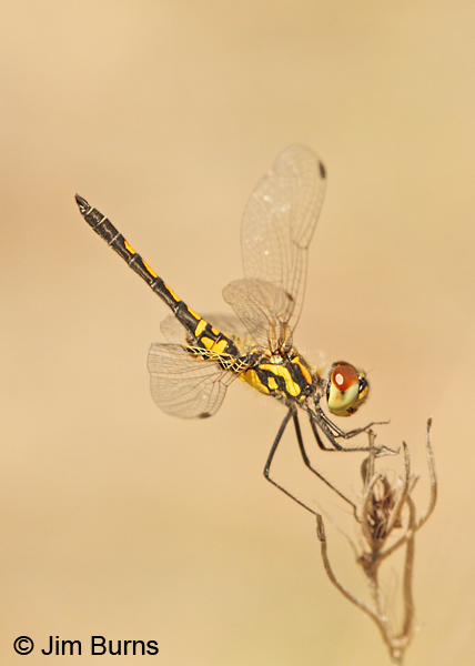 Ornate Pennant immature male, Angelina Co., TX, April 2013