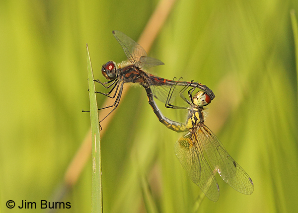 Ornate Pennant pair in wheel, Horry Co., SC, May 2014