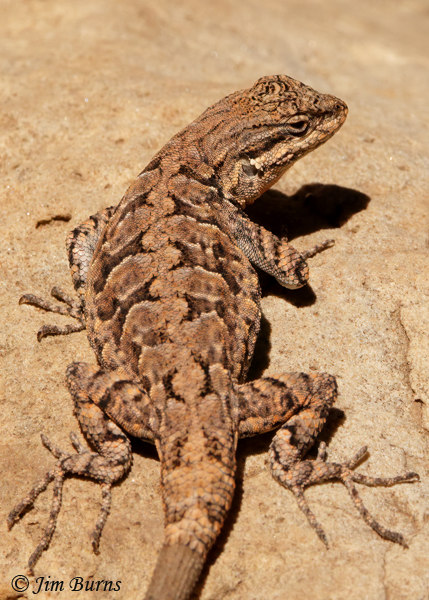 Ornate Tree Lizard dorsal close-up--0986