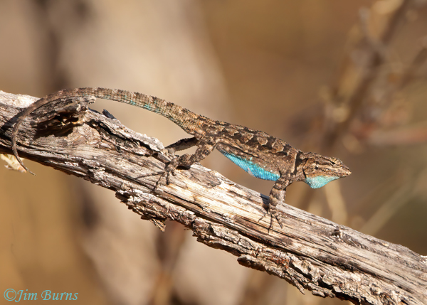 Ornate Tree Lizard male displaying--2524