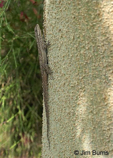 Ornate Tree Lizard dorsal view