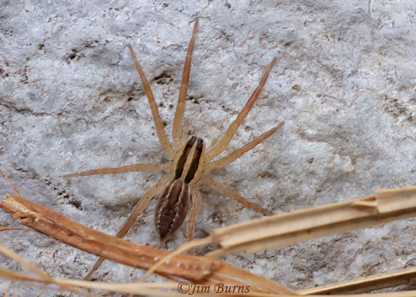 Ornate Wolf Spider, Arizona--0147