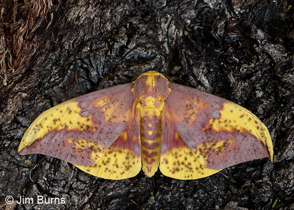 Oslar's Imperial Moth male, yellow variant, Arizona