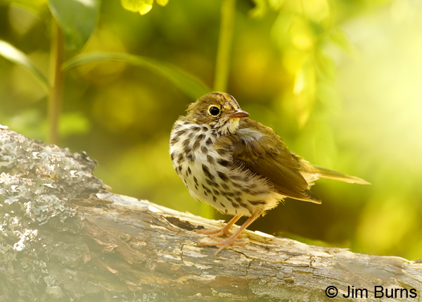 Ovenbird in habitat--9895