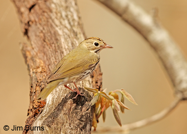 Ovenbird orange central crown stripe