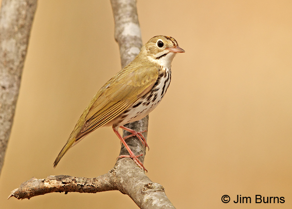 Ovenbird