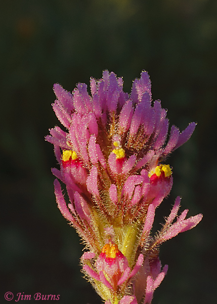 Owl's Clover with dew, Arizona--8897