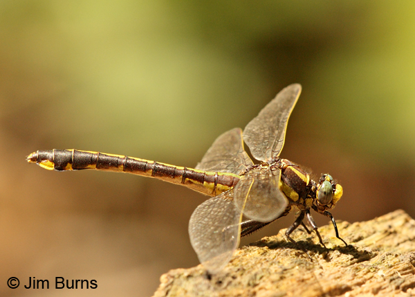 Ozark Clubtail female, McCurtain Co., OK, May 2013
