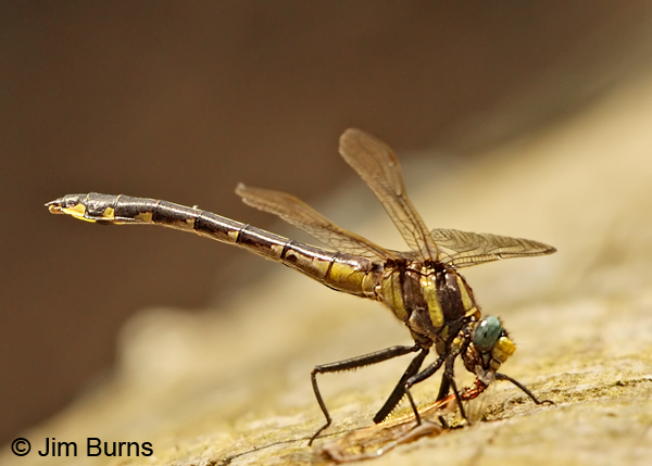 Ozark Clubtail female eating small butterfly, Montgomery Co., AR, May 2013