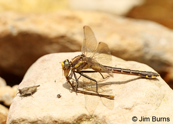Ozark Clubtail female eating female Powdered Dancer, Montgomery Co., AR, May 2013