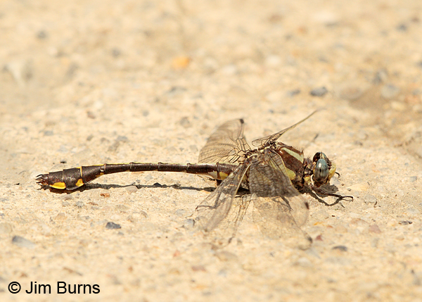 Ozark Clubtail male, McCurtain Co., OK, May 2013 