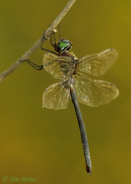 Ozark Emerald female dorsolateral view, McCurtain Co., OK, August 2019--5407