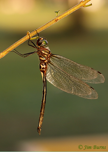 Ozark Emerald female sunrise, McCurtain Co., OK, August 2019--5626