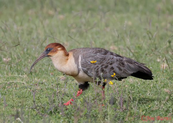 Andean Ibis in field with yellow blossoms--5600