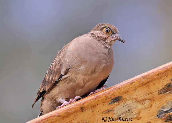 Bare-faced Ground-Dove--4417