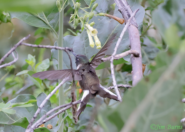 Bearded Mountaineer male, dorsal view in flight--4553