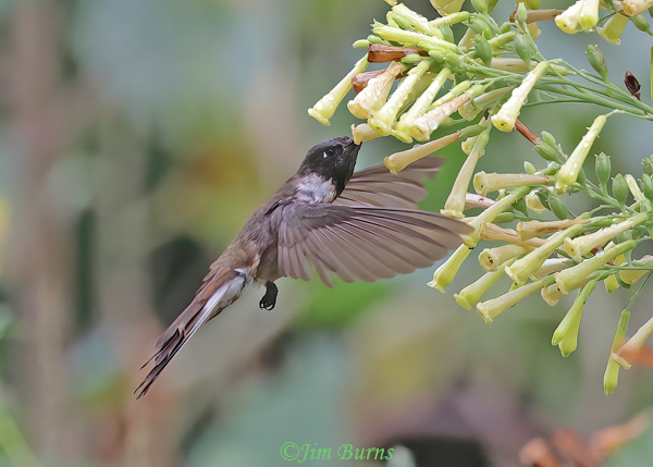 Bearded Mountaineer male at Tree Tobacco--4582
