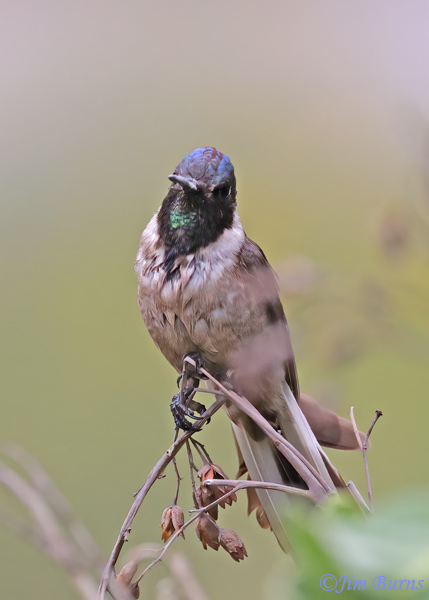Bearded Mountaineer young male #2--4617