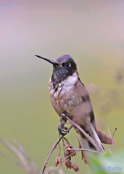 Bearded Mountaineer young male, a Peruvian endemic--4625