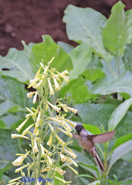Bearded Mountaineer male in Tree Tobacco, ventral view--4629