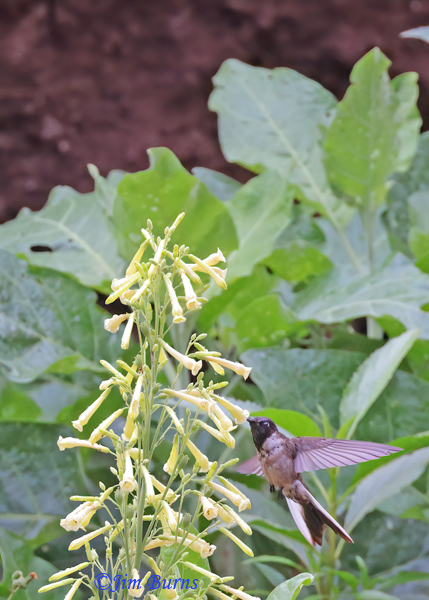 Bearded Mountaineer male in Tree Tobacco, ventral view #2--4631