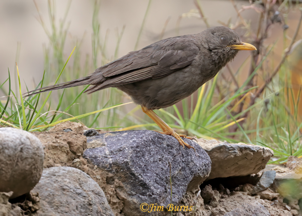 Chiguanco Thrush--4381