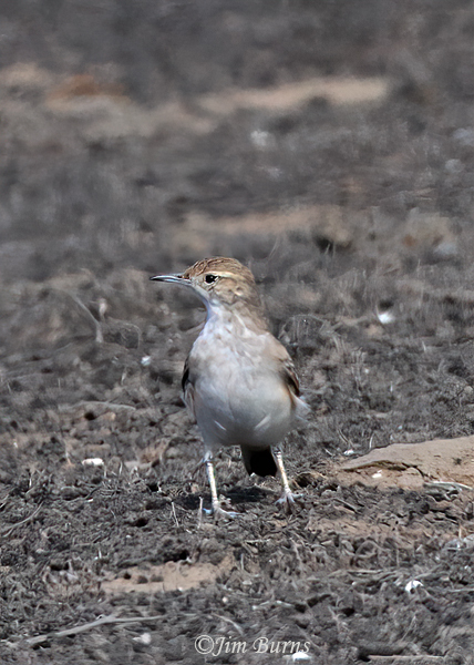 Coastal Miner dorsal view--5705