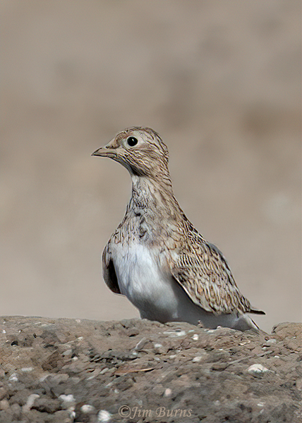 Least Seedsnipe female--5632