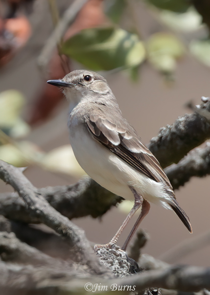 Taczanowski's Ground-Tyrant--5771