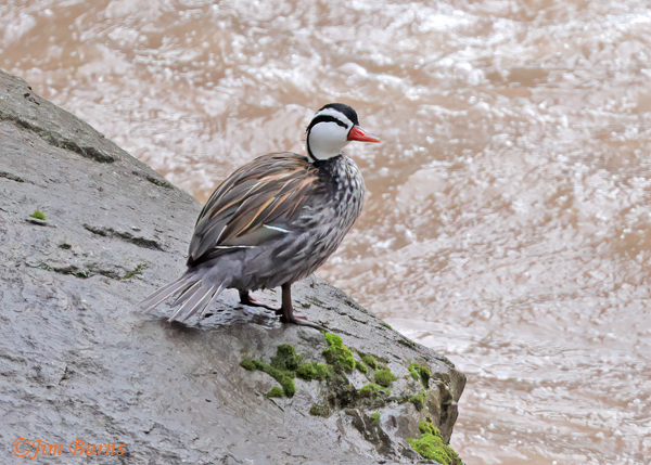 Torrent Duck male on cliff face--5262