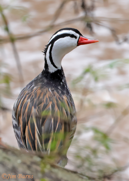 Torrent Duck male--5302
