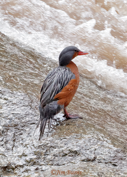 Torrent Duck female--5314