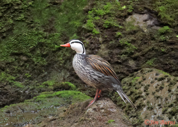 Torrent Duck male loafing on mossy rock--5486