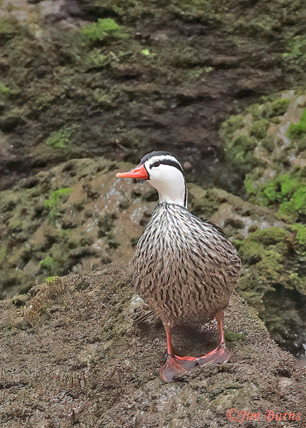 Torrent Duck male ventral view--5507