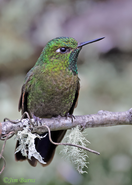 Tyrian Metaltail male close-up--4802