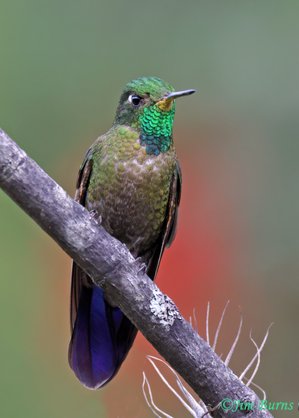 Tyrian Metaltail male--4850