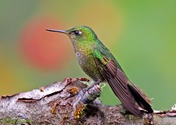 Tyrian Metaltail female--4855