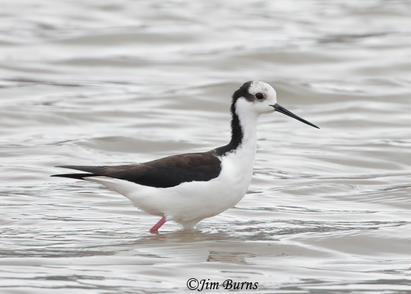 White-backed Stilt juvenile-4119