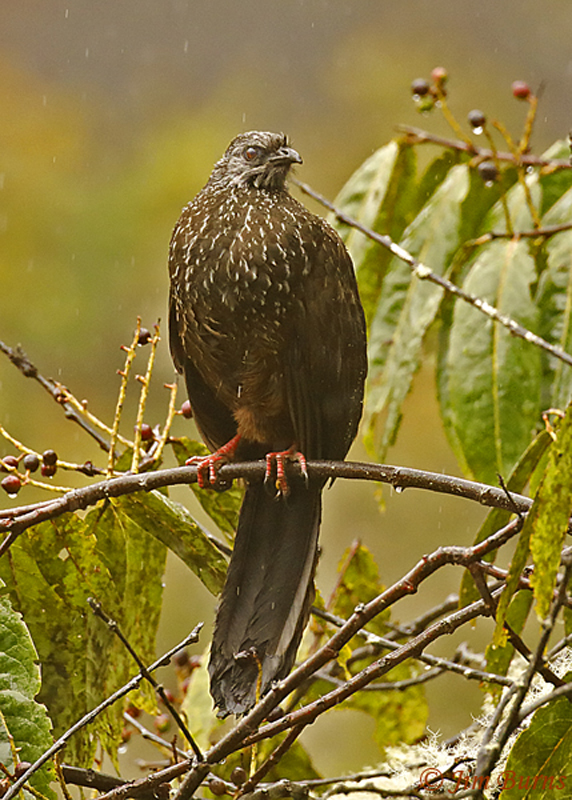 Andean Guan in the rain