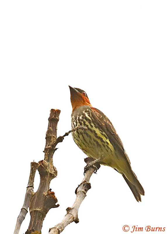 Chestnut-crested Cotinga
