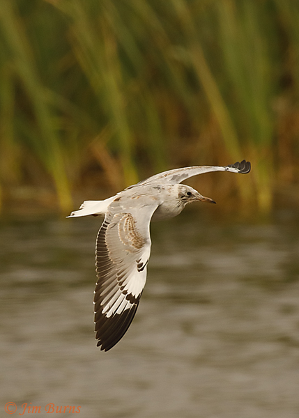 Gray-hooded Gull first year, basic plumage--6830