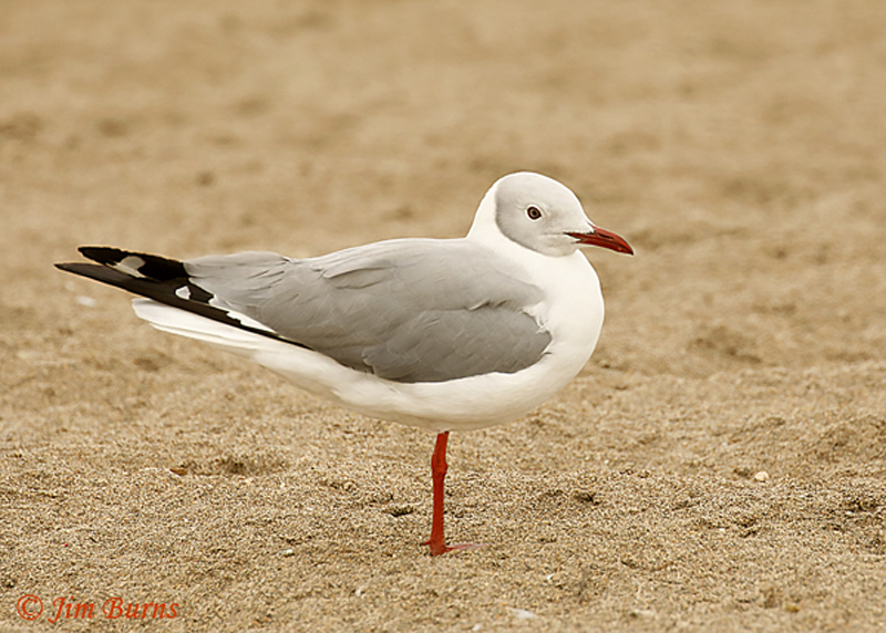Gray-hooded Gull