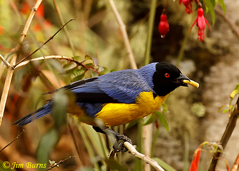 Hooded Mountain-Tanager