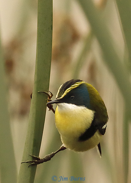 Many-colored Rush Tyrant male--6537