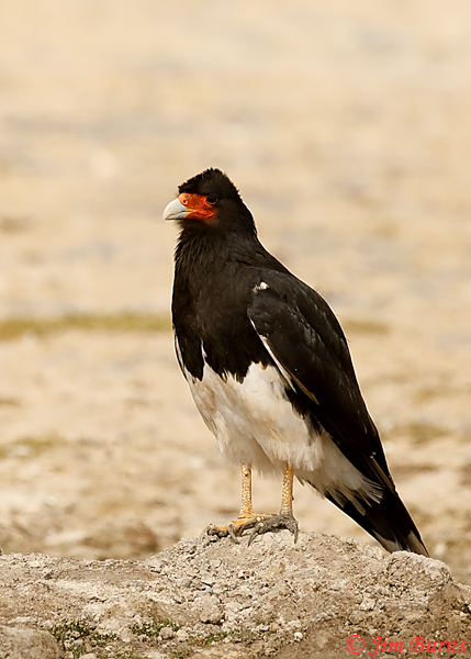 Mountain Caracara--7222