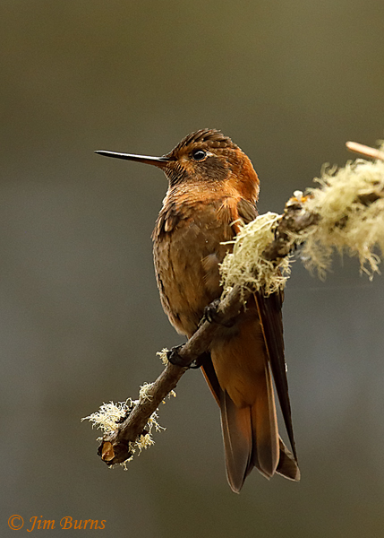 Shining Sunbeam--7197