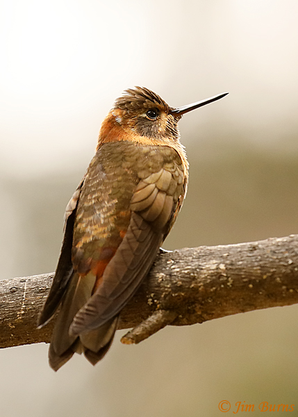 Shining Sunbeam dorsal view--7204